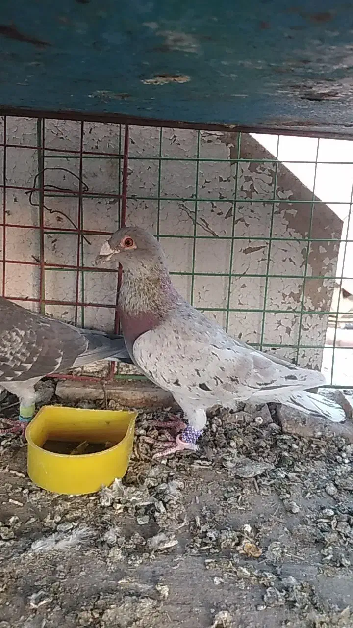 پرنده|پرنده|اسفراین, |دیوار