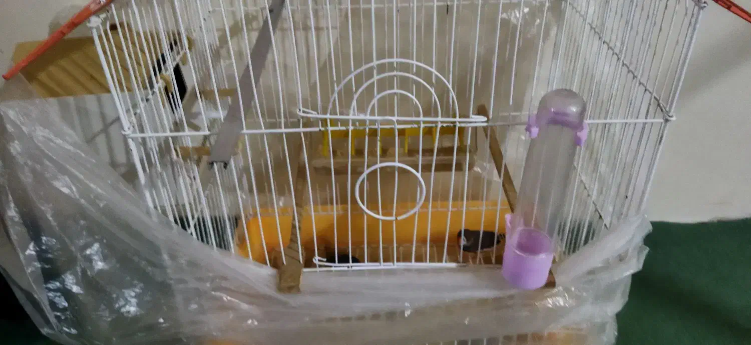 قفس و یک جفت فنج|پرنده|تبریز, |دیوار