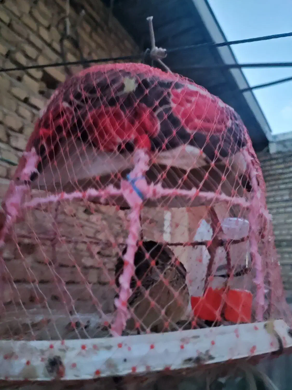 کرک بلدرچین وحش نر|حیوانات مزرعه|خان ببین, |دیوار