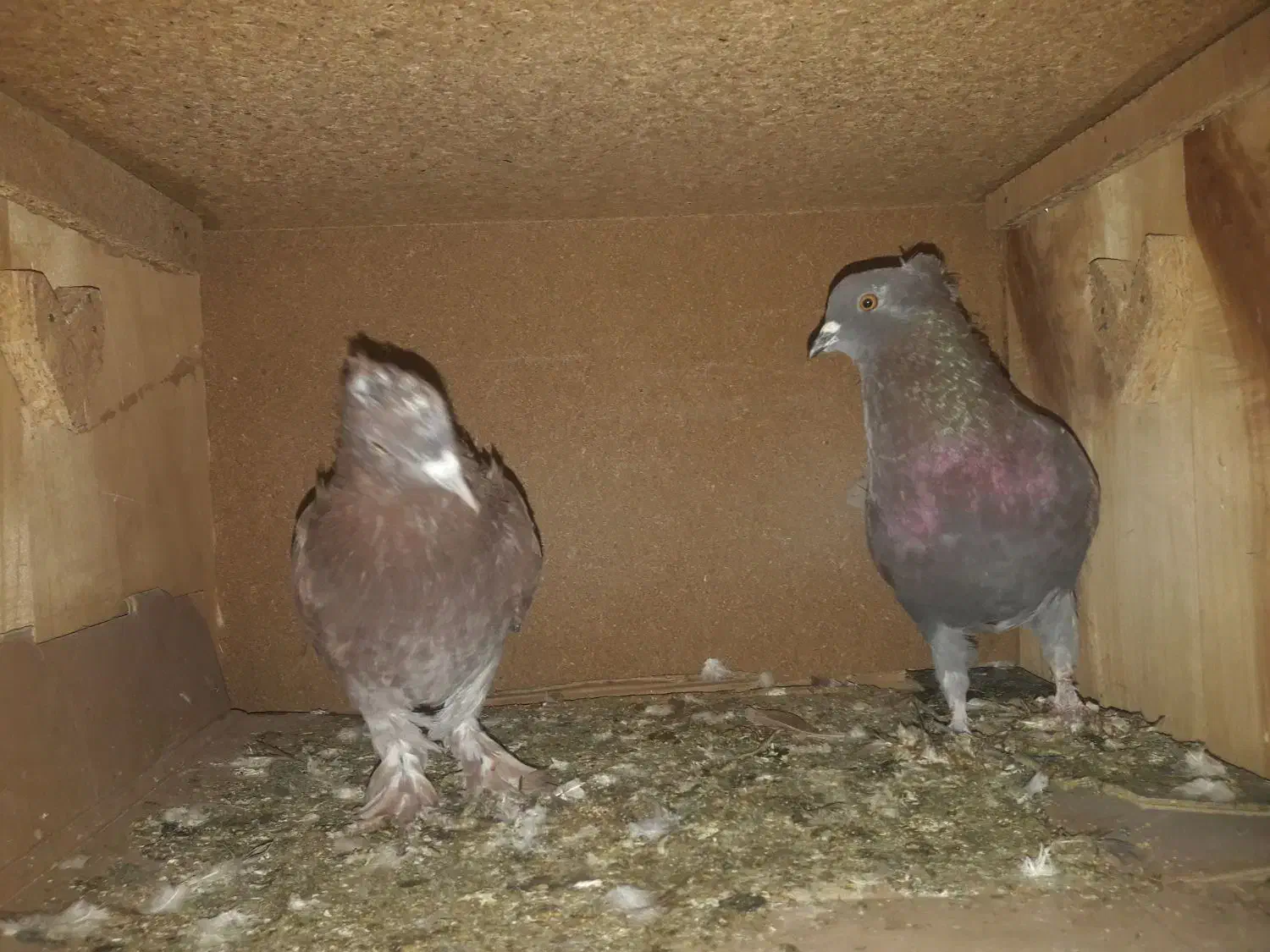 معاوضه|پرنده|گرگان, |دیوار