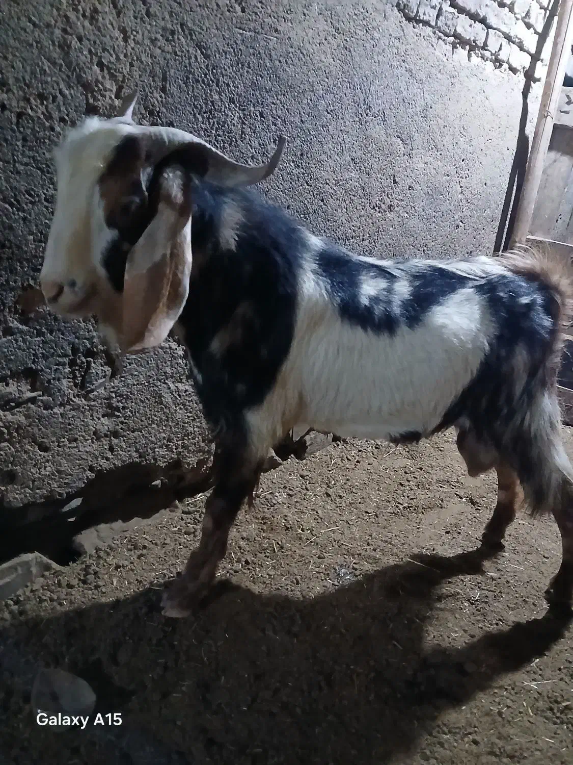 بز‌ه‌نرپلنگی|حیوانات مزرعه|بهار, |دیوار