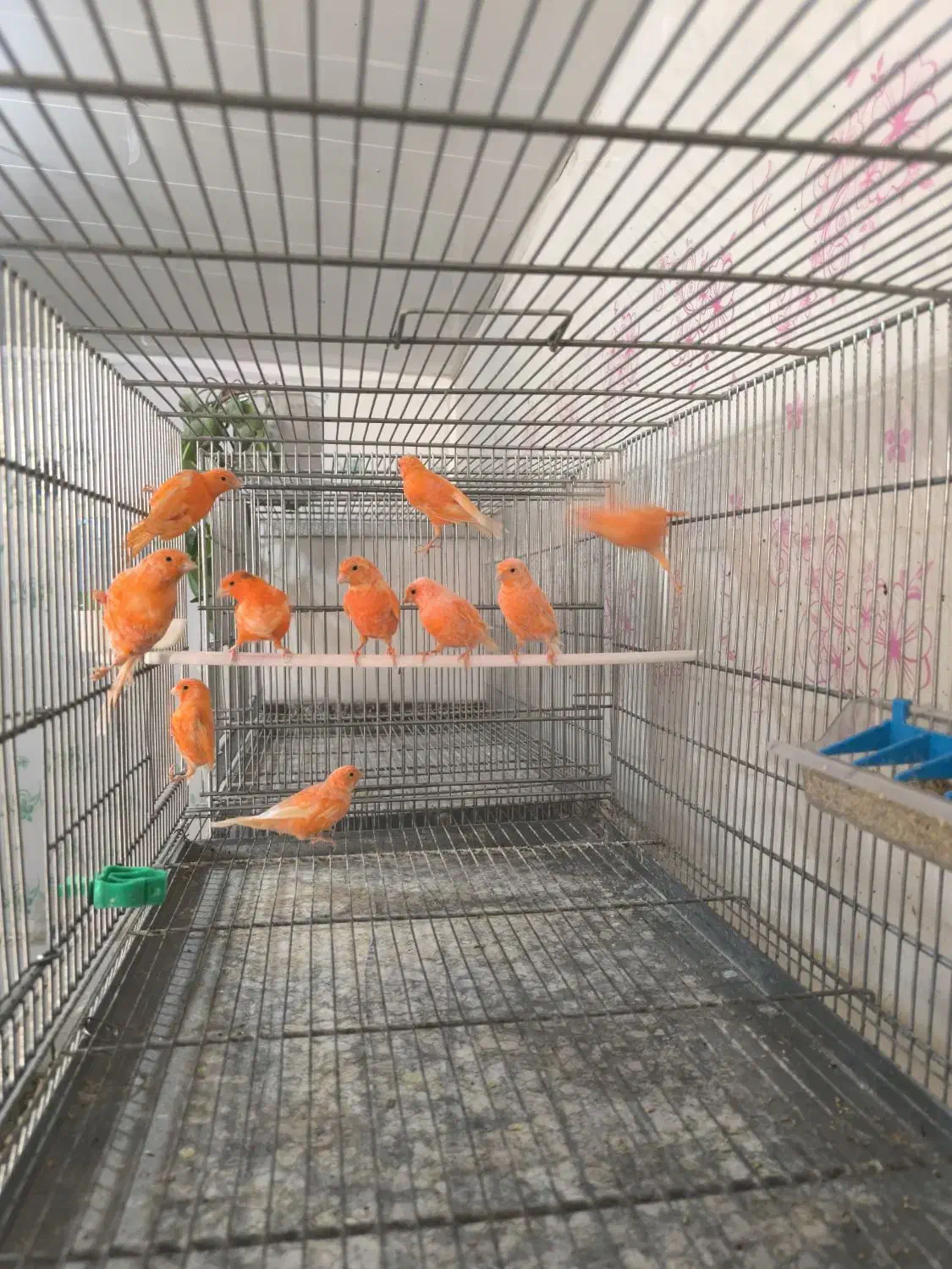 قناری رد فاکتور ،یلو فاکتور و وایت فاکتور|پرنده|مبارکه, |دیوار