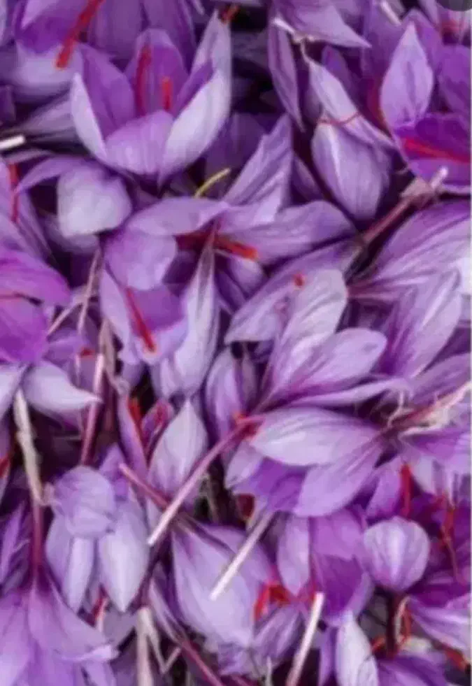 گل زعفران درجه یک.تربت|خوردنی و آشامیدنی|مشهد, نیروی هوایی|دیوار