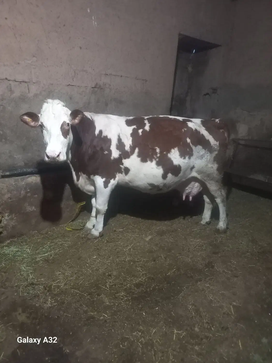 گاو شبری|حیوانات مزرعه|نظر کهریزی, |دیوار