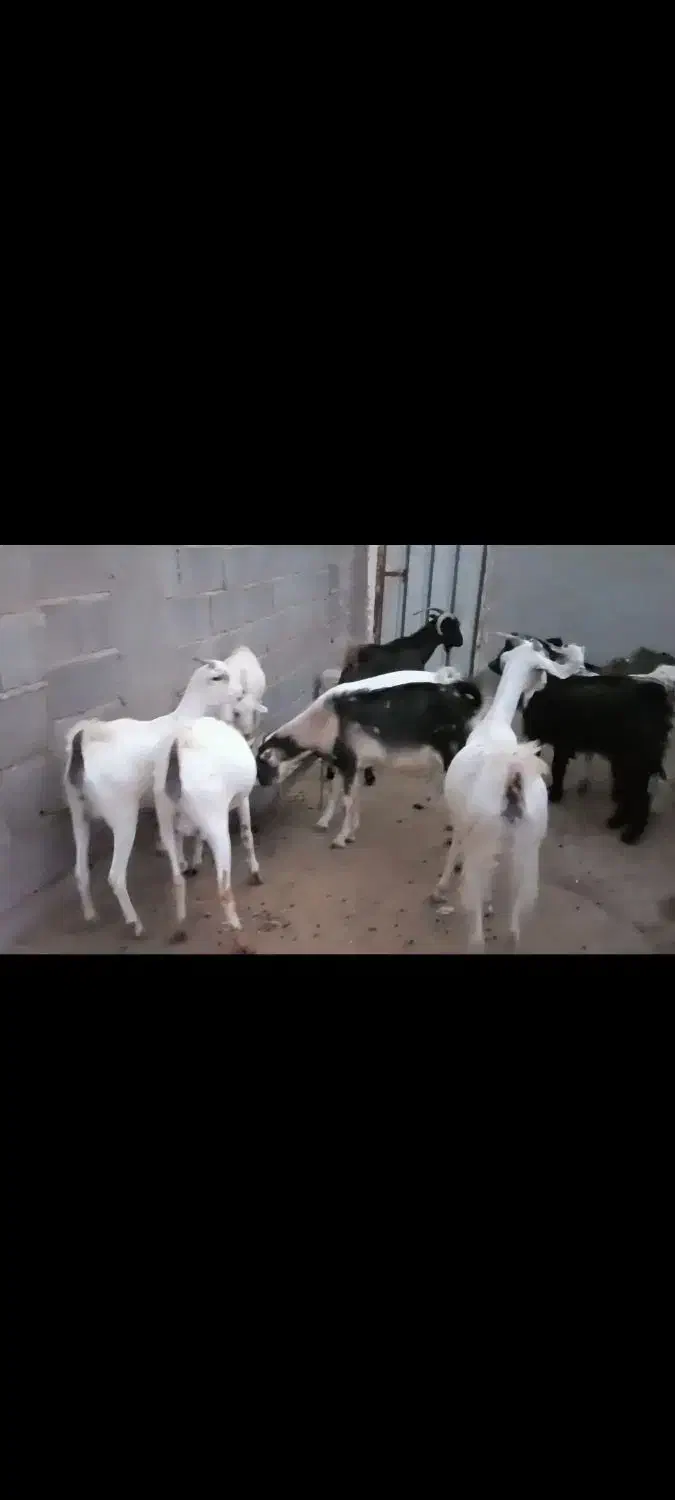 فروش ۱۰ تا بز بربری  ۴تا کهره دار ۶تا آبستن نزدیک|حیوانات مزرعه|مهر, |دیوار