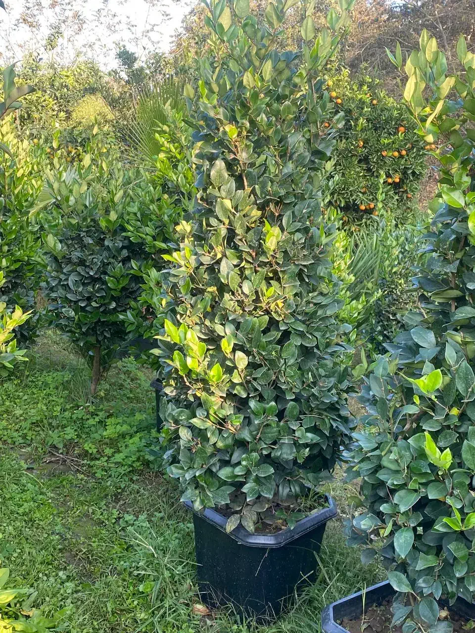 یاس هلندی جعبه۴۰|گل و گیاه طبیعی|کلاچای, |دیوار