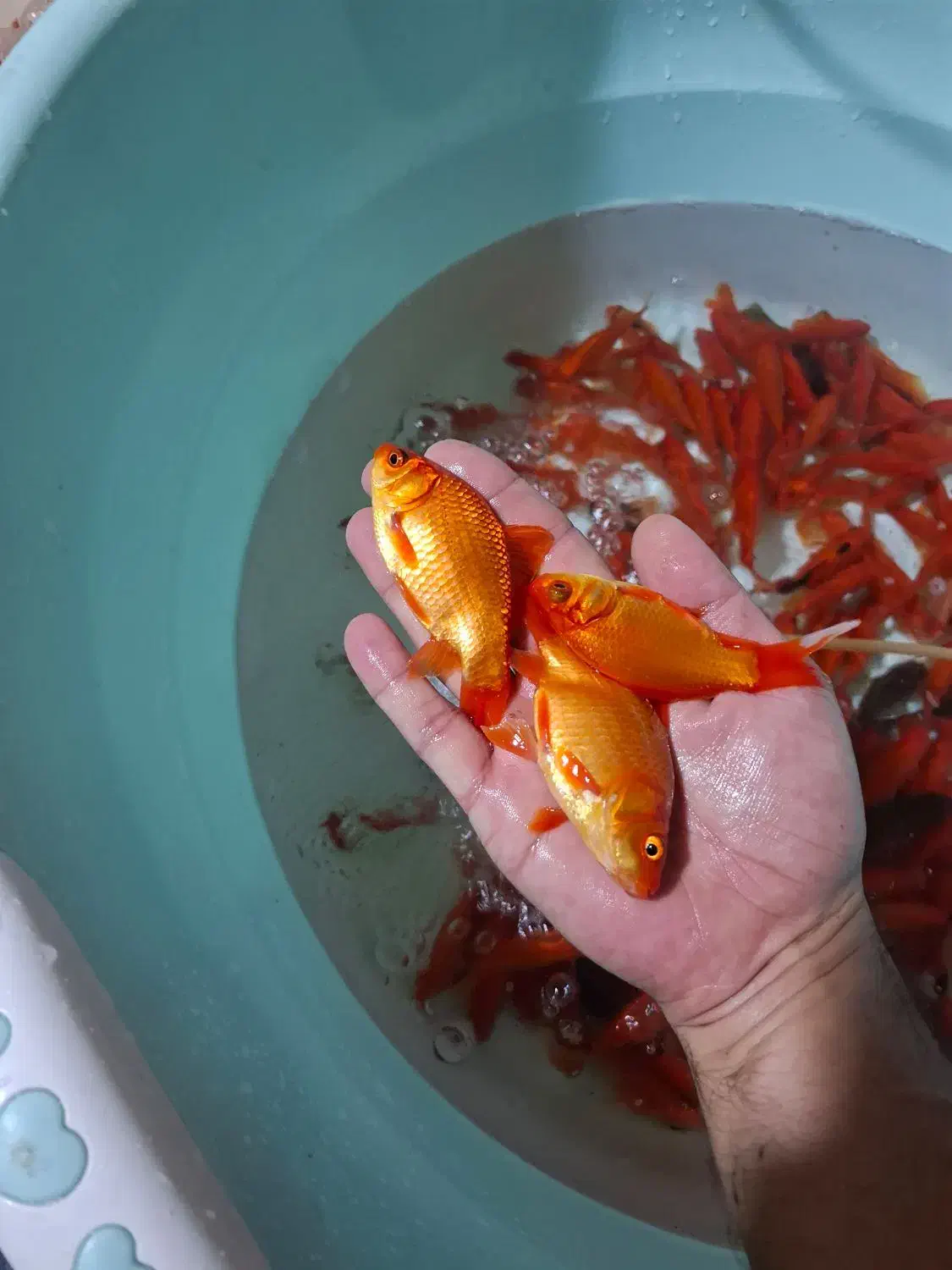 فروش ماهی قرمز/طعمه/شکاف/شکاری/|ماهی|لنگرود, |دیوار