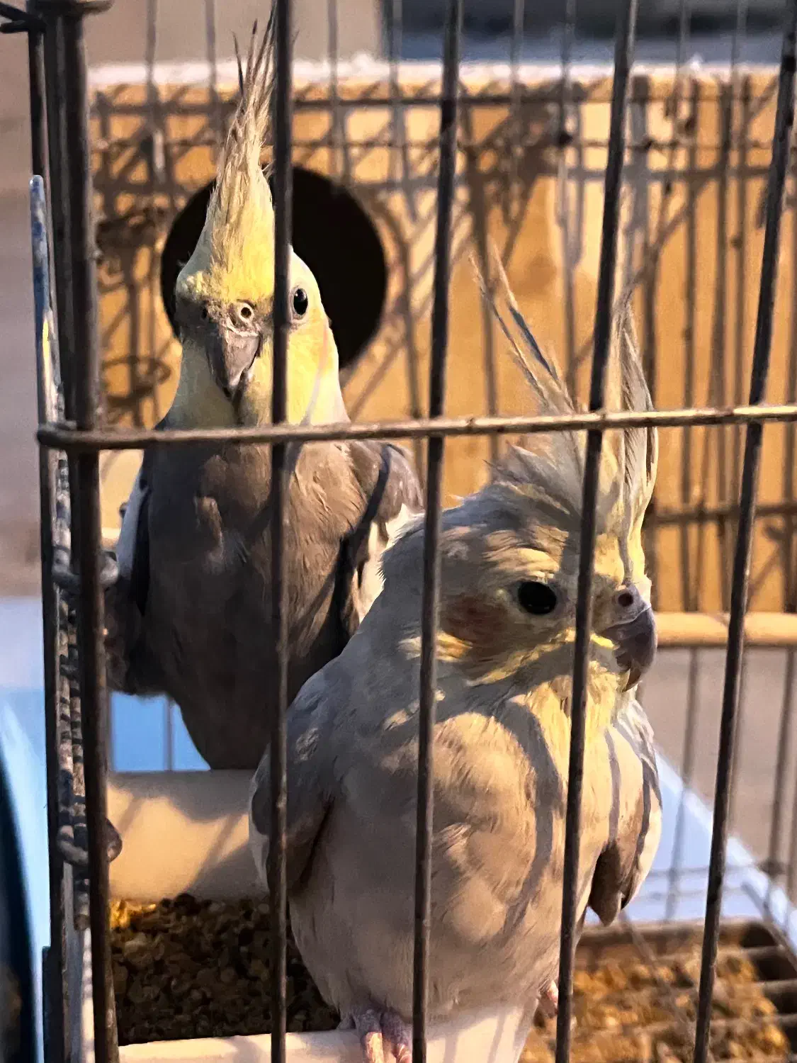 عروس هلندی مولد|پرنده|فیروزآباد (فارس), |دیوار