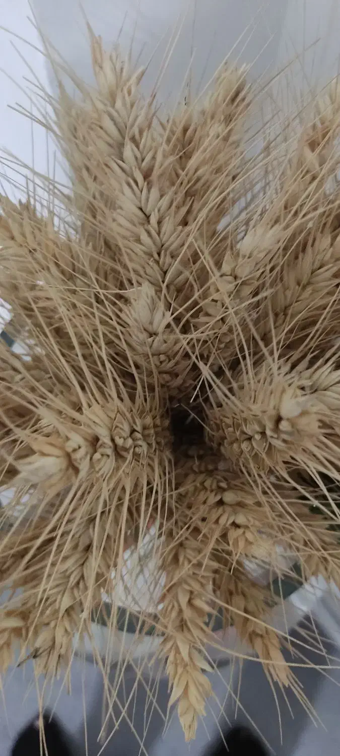 انگوت روستای آدم دره|عمده‌فروشی|مرادلو, |دیوار