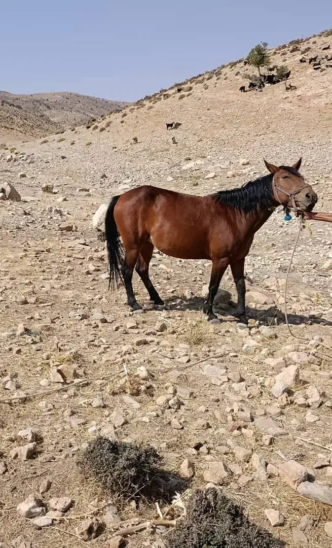 فروش مادیون|اسب و تجهیزات اسبسواری|کوه چنار, |دیوار