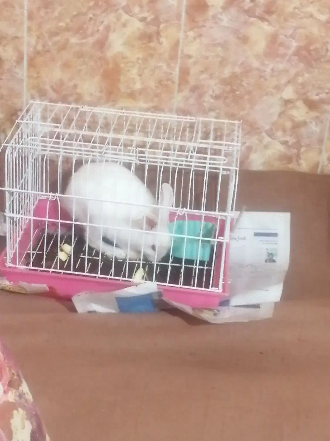 خرگوش|موش و خرگوش|نیشابور, گنبد سبز|دیوار