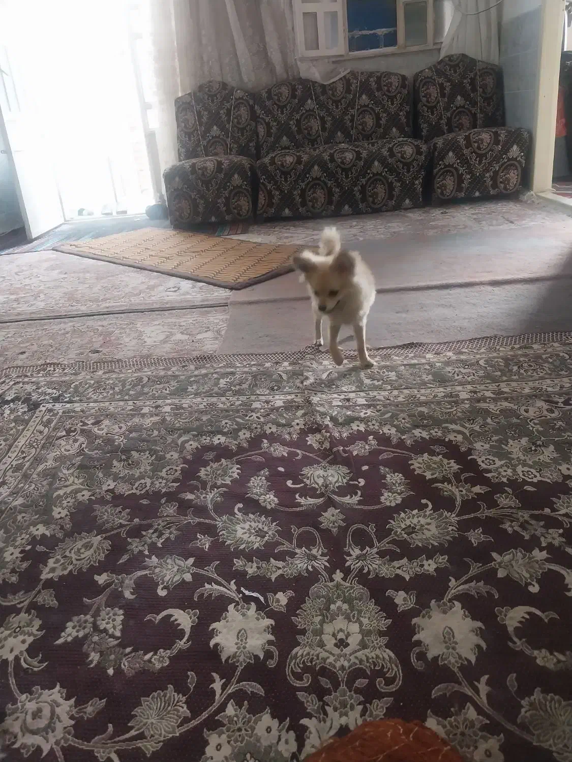 سک فروشی|سگ|یزد, |دیوار