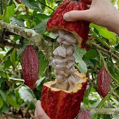 نهال نایاب کاکائو|گل و گیاه طبیعی|تهران, بوستان سرخه حصار|دیوار