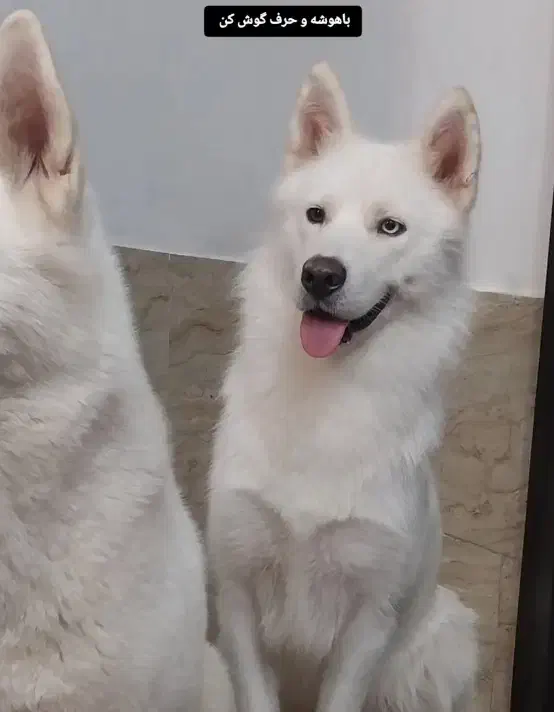 واگذاری میکس هاسکی یک سال نیم|سگ|رشت, پل تالشان|دیوار