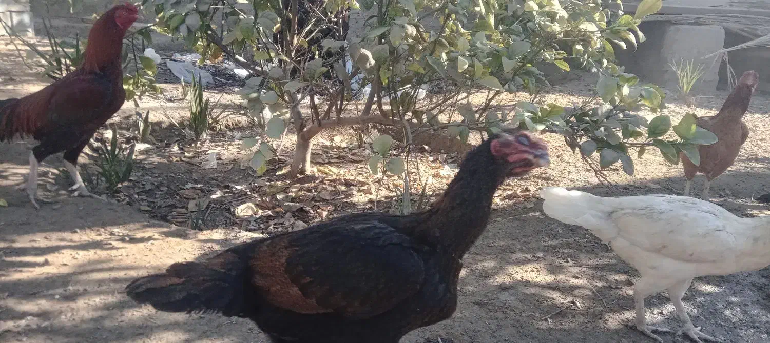 مرغ محلی|حیوانات مزرعه|میناب, |دیوار