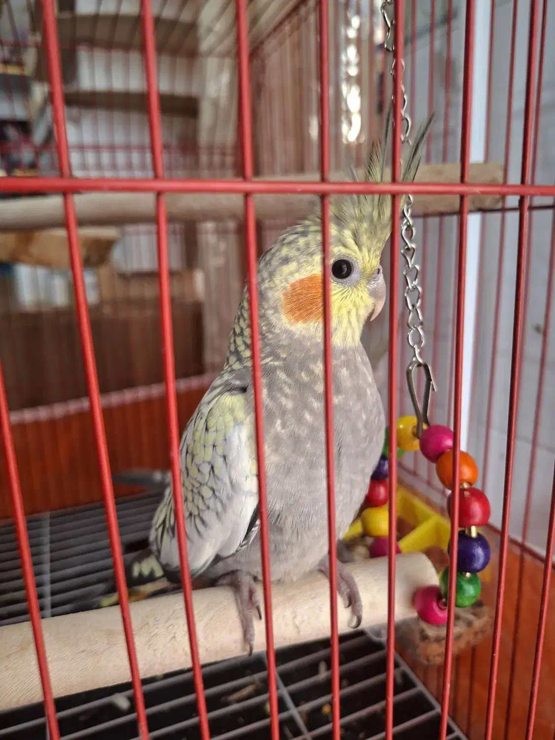 پرنده .مرغ عشق وقناری و عروس هلندی|پرنده|شیراز, رکن‌آباد|دیوار