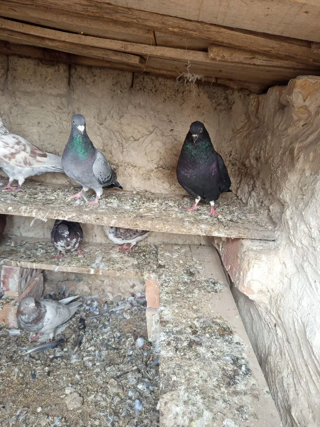 کبوتر پرشی و زاغ یک اتم گرگی|پرنده|انزل, |دیوار