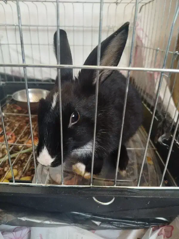 خرگوش|موش و خرگوش|بجنورد, |دیوار