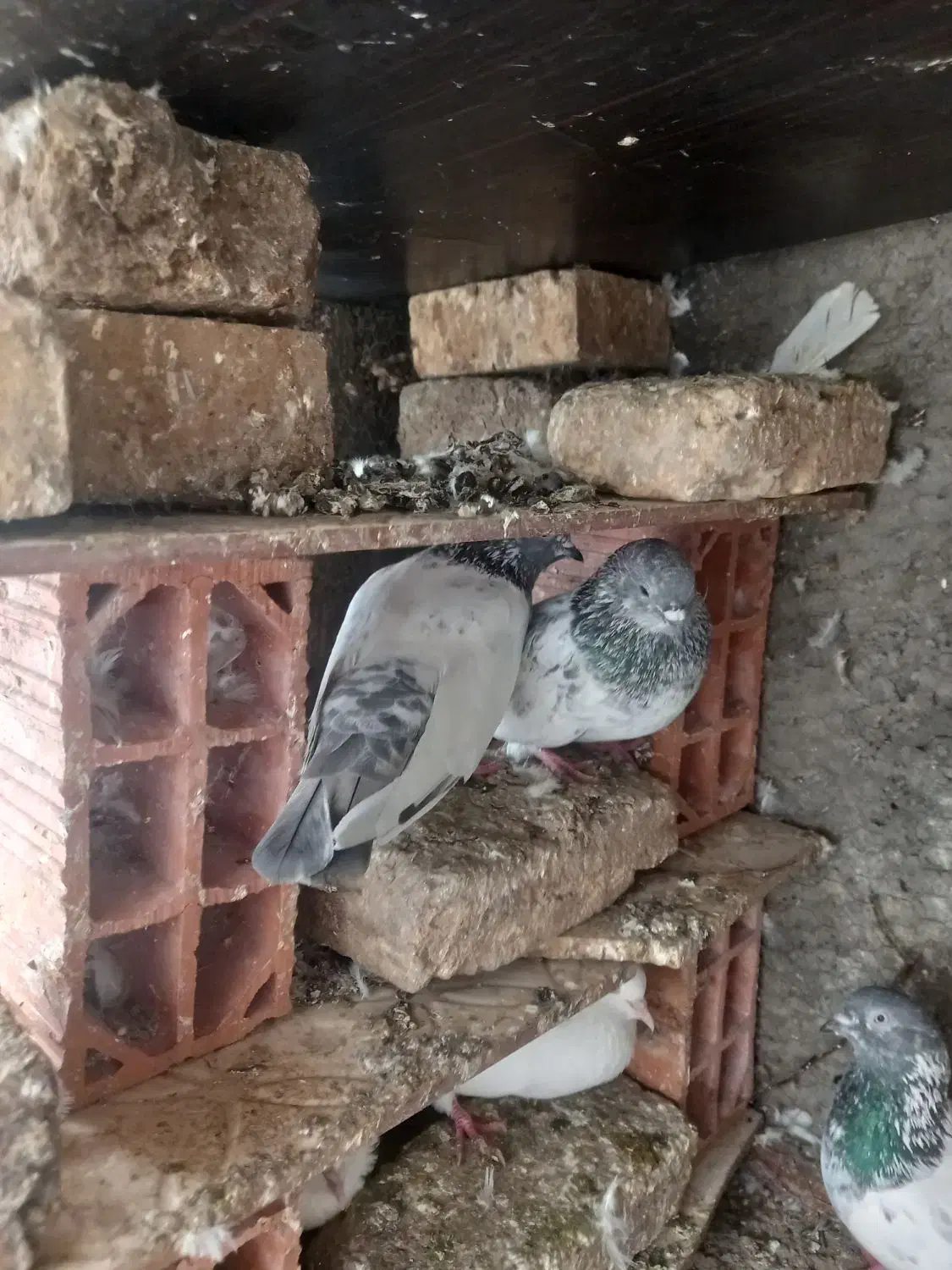 پرشی|پرنده|خان ببین, |دیوار