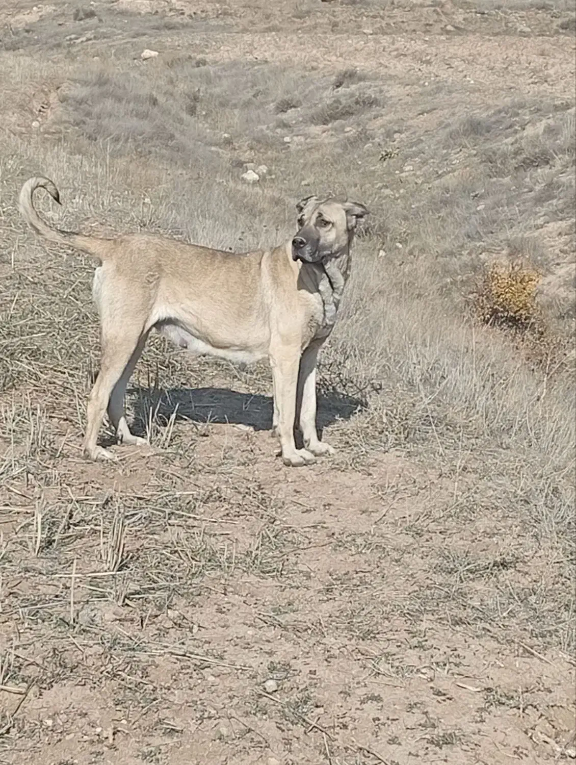 ماده سرابی|سگ|اردبیل, |دیوار