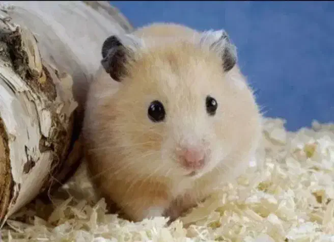 همستر|موش و خرگوش|بیرجند, |دیوار