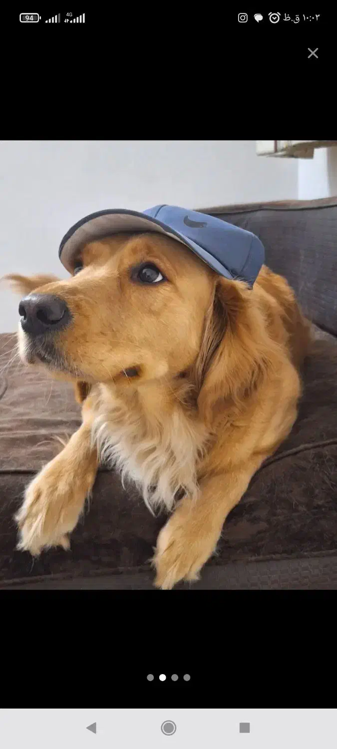 ماده گلدن رتریور|سگ|خضر آباد, |دیوار