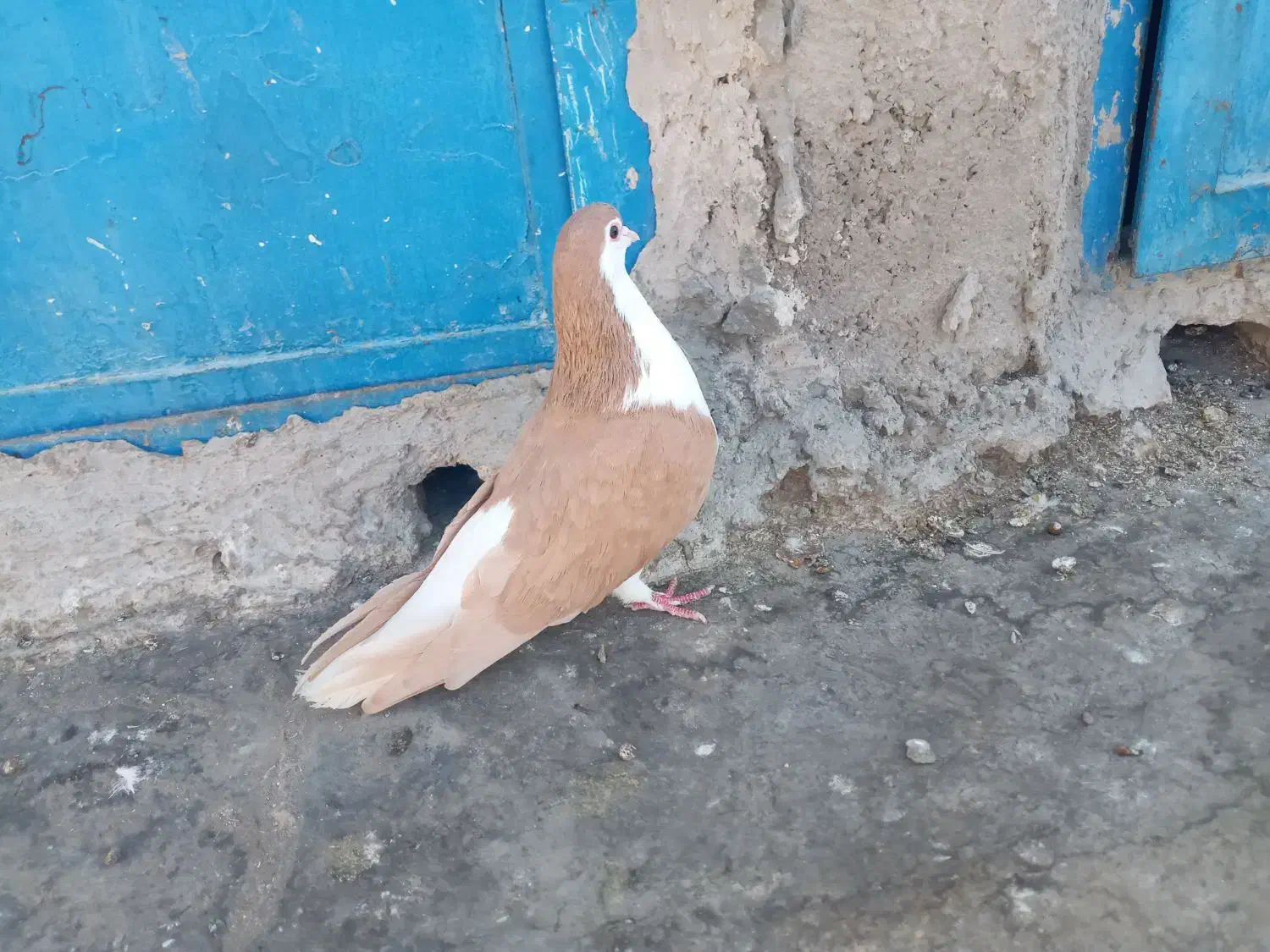 ساده زرد ماده|پرنده|اسفراین, |دیوار