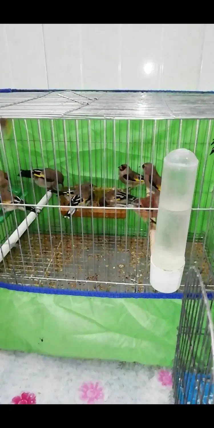 سهره کرمانی گلچین|پرنده|شهر بابک, |دیوار