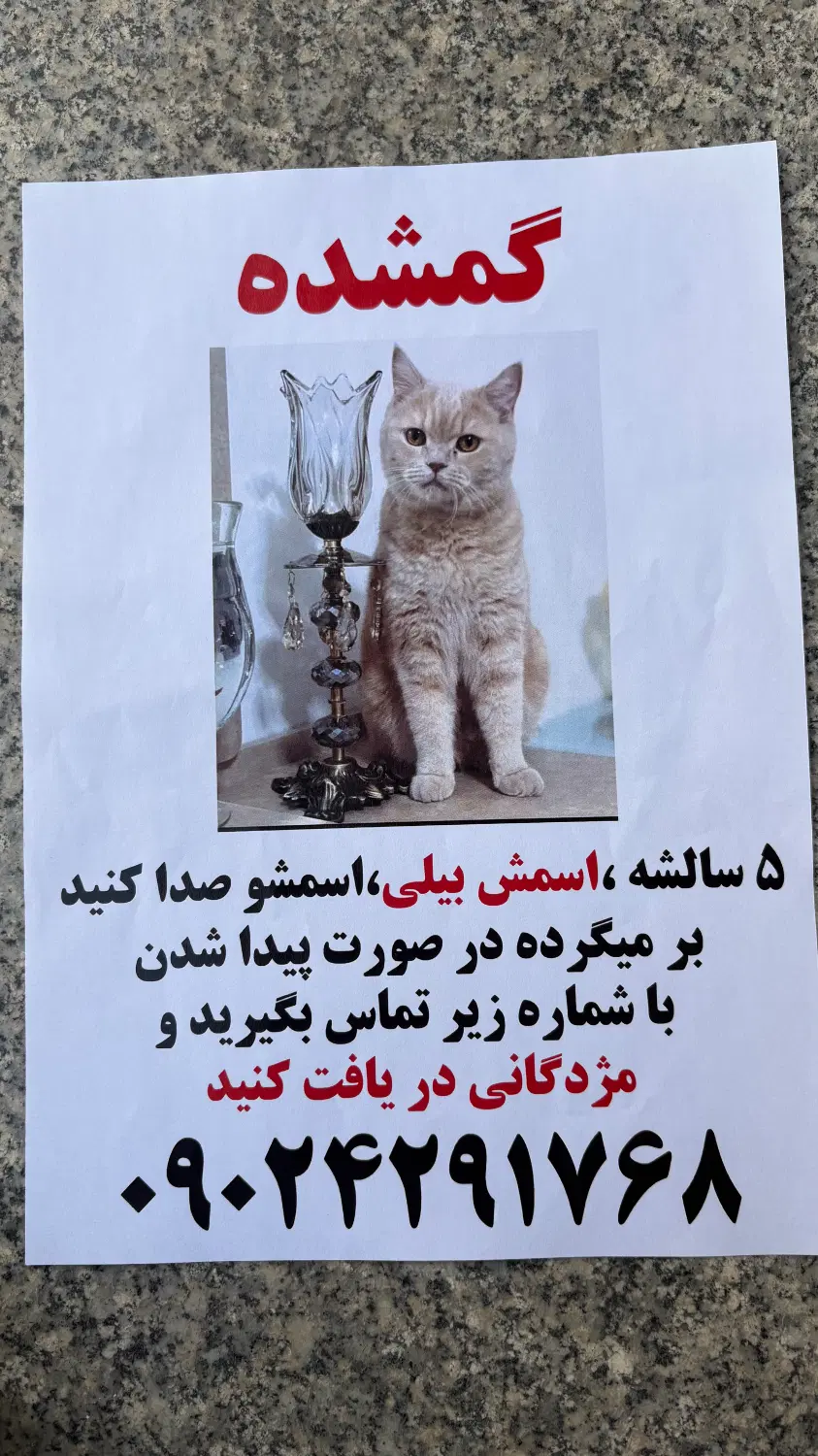 گربه|گربه|رباط‌کریم, رباط‌کریم|دیوار