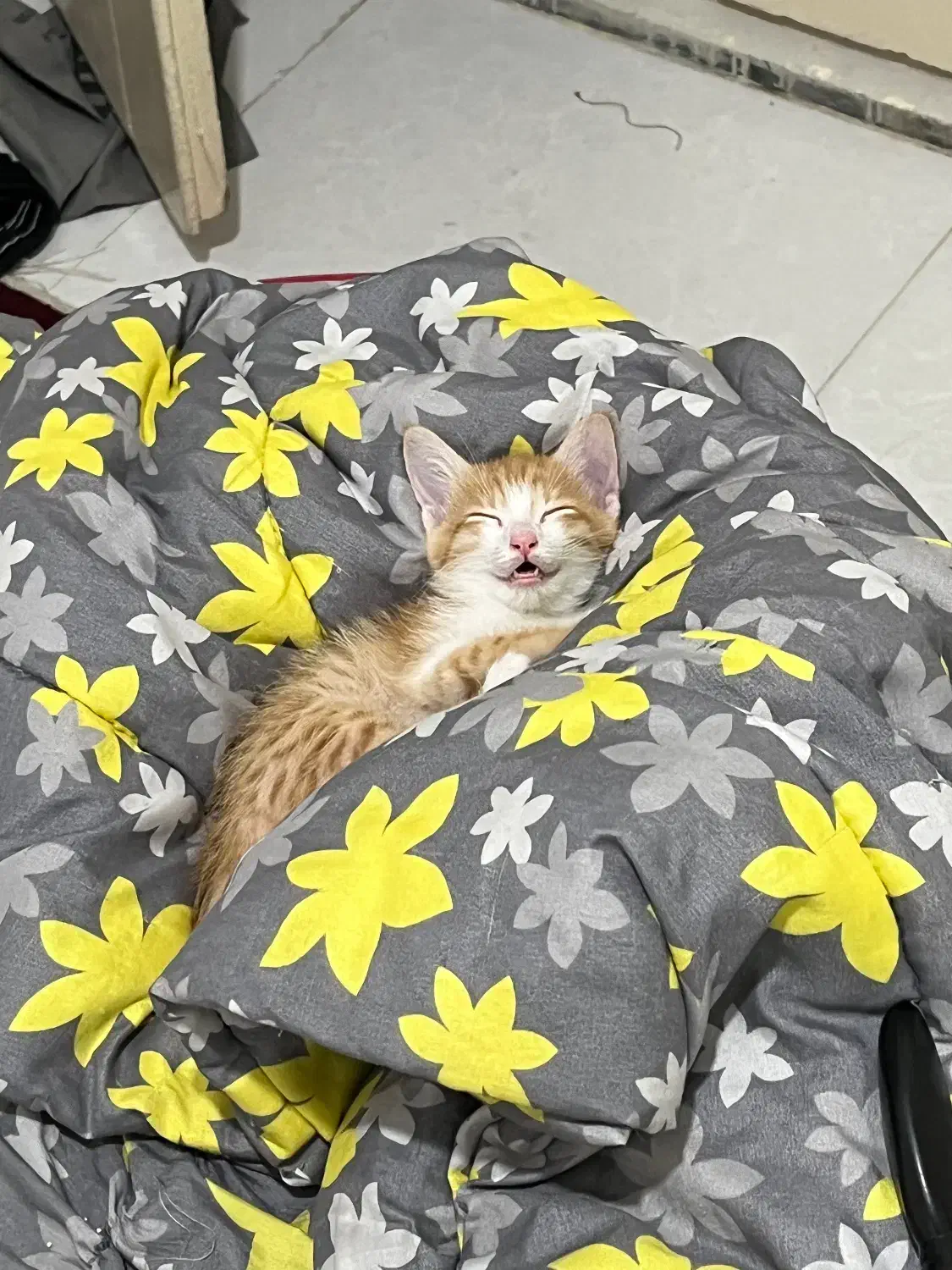 بچه گربه|گربه|فردوسیه, |دیوار