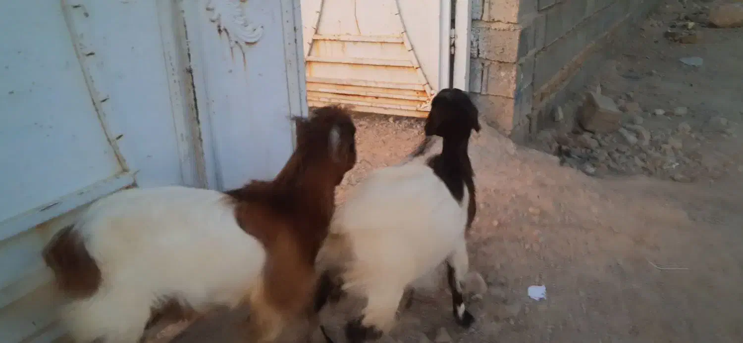 کهره نر و ماده|حیوانات مزرعه|جنت, |دیوار