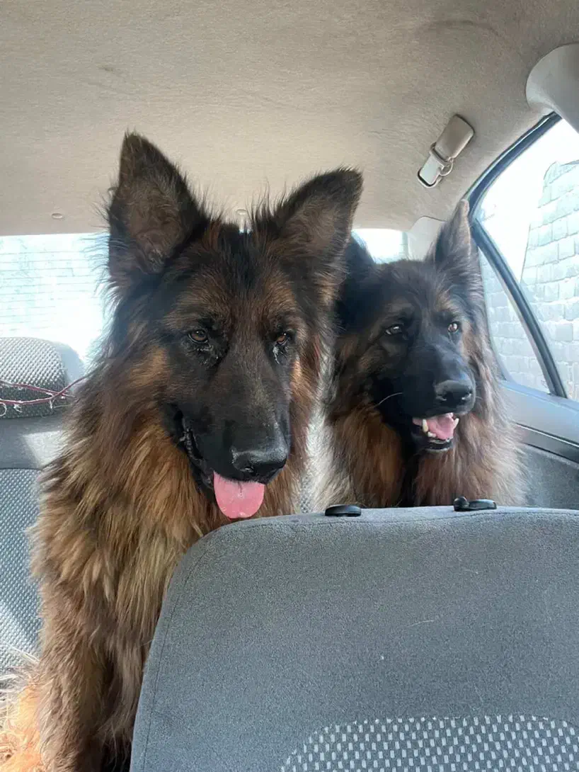 سگ ژرمن|سگ|شهریار, دهشاد پائین|دیوار