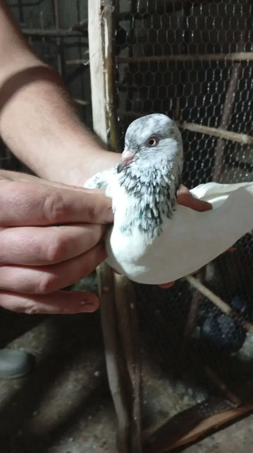 کبوتر یا کفتر|پرنده|رشت, پسیخان|دیوار