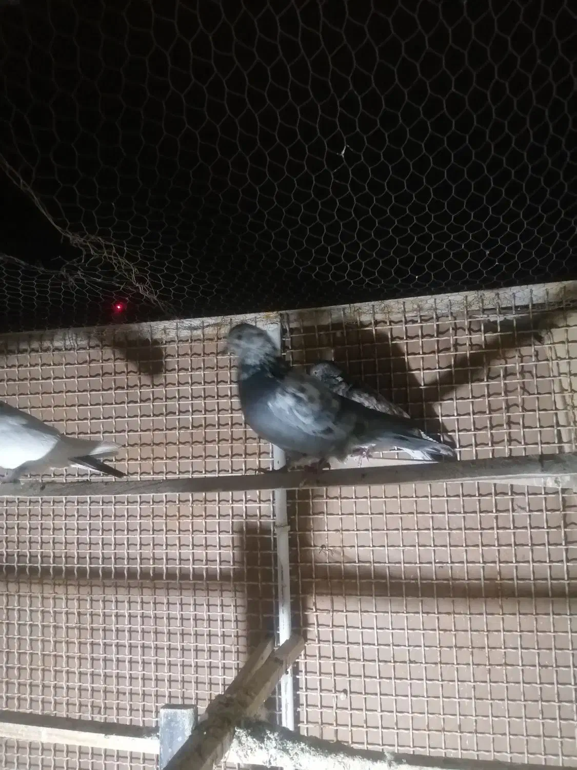 کفتر، کبوتر|پرنده|شاهرود, |دیوار