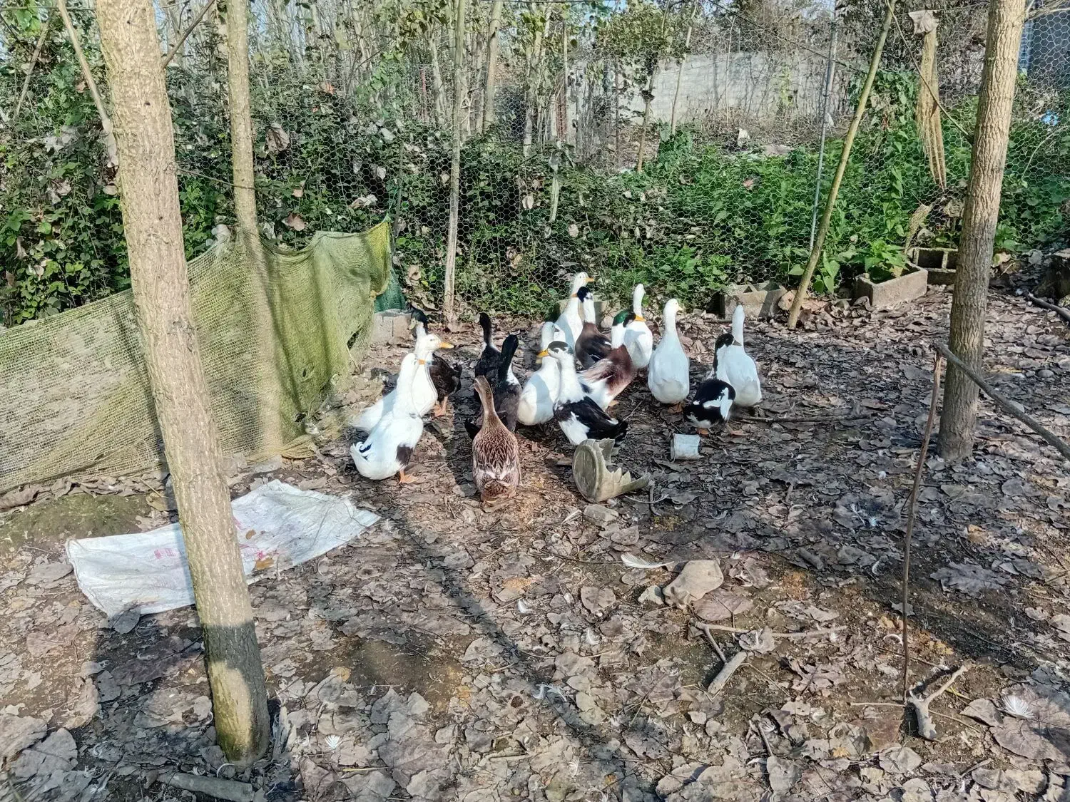 اردک پکنی|حیوانات مزرعه|رشت, نظری|دیوار