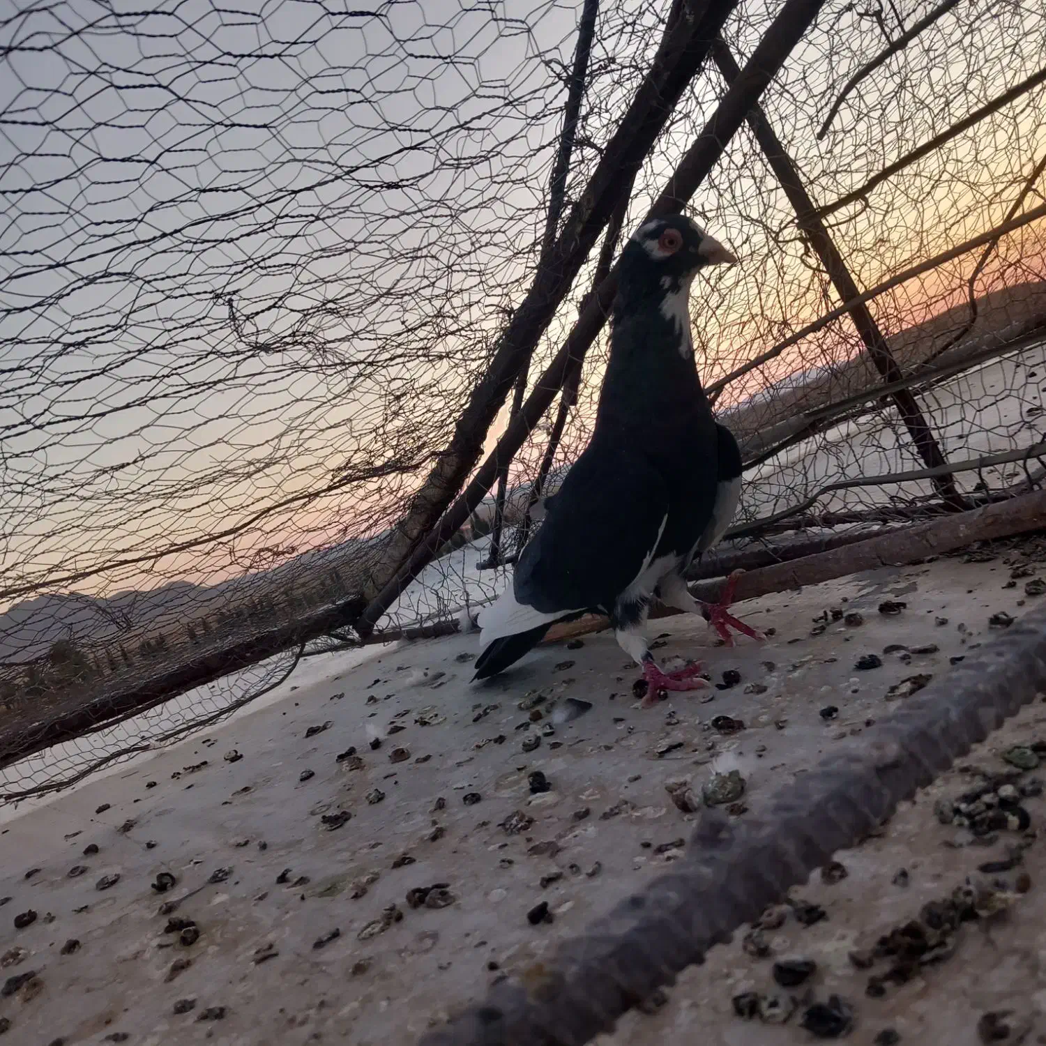 کفتر|پرنده|ماهان, |دیوار