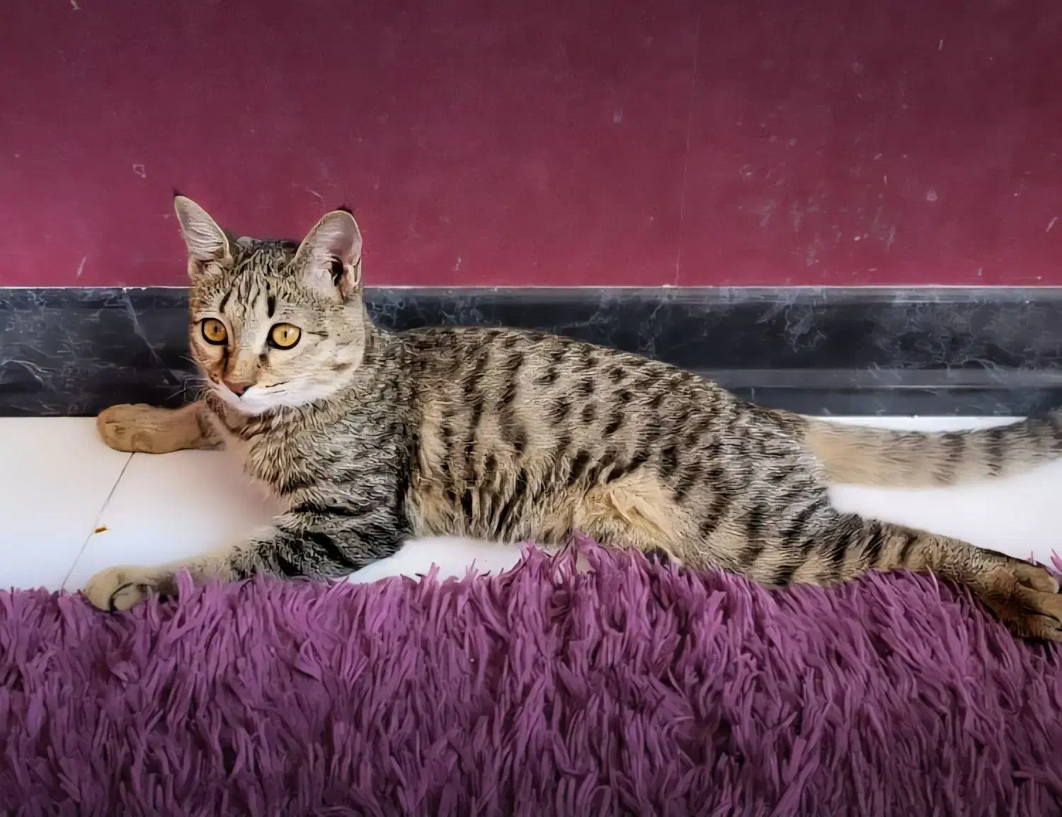 واگذاری گربه|گربه|تهران, تهرانسر غربی|دیوار