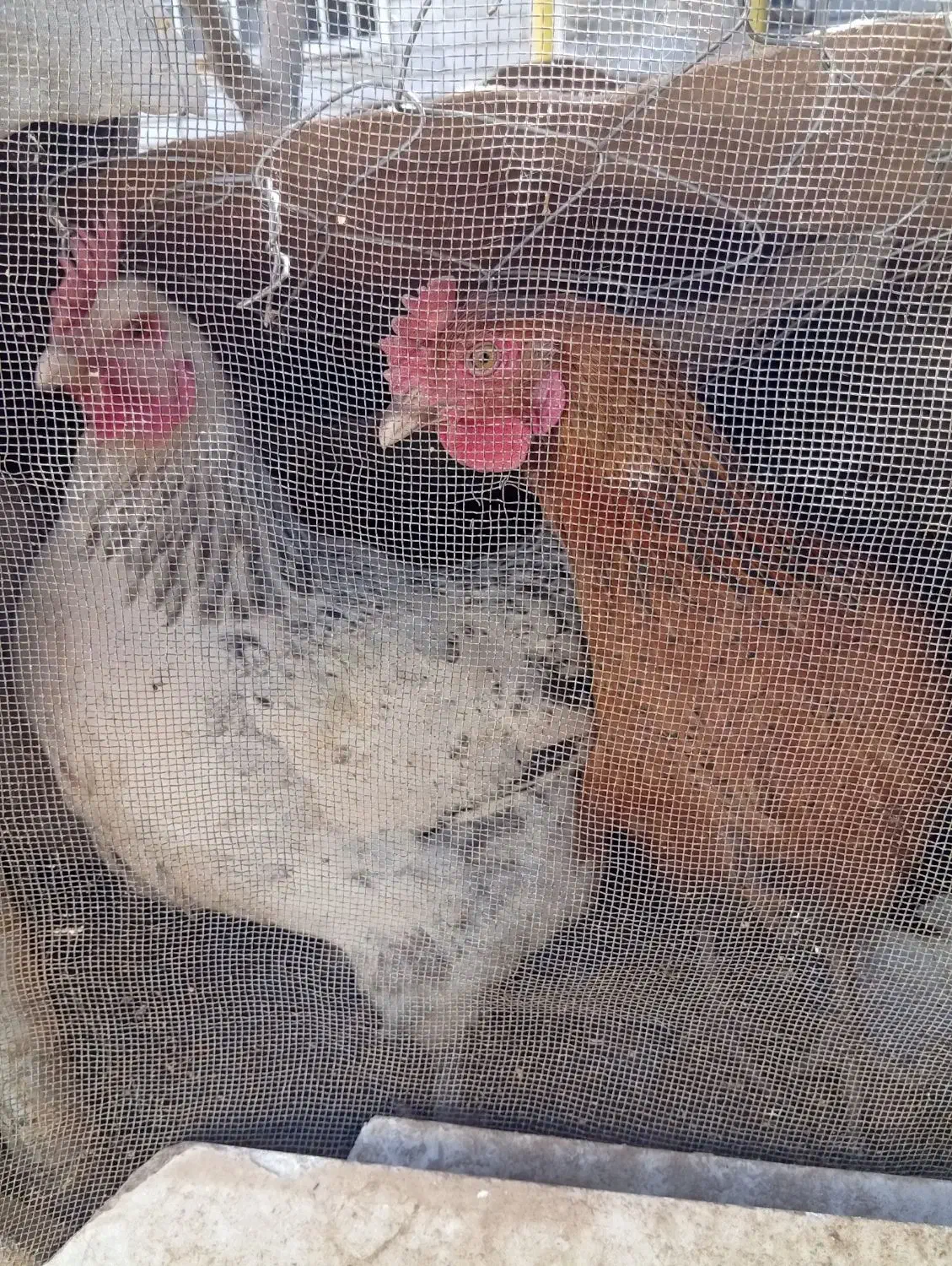 مرغ تخم گذار|حیوانات مزرعه|سرایان, |دیوار