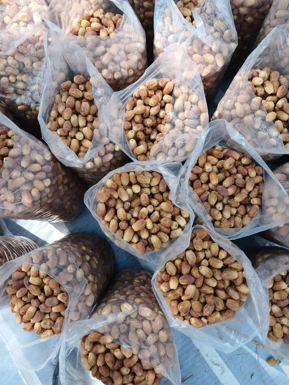 فروش خرمای عمده قصرشیرین|عمدهفروشی|قصرشیرین, |دیوار