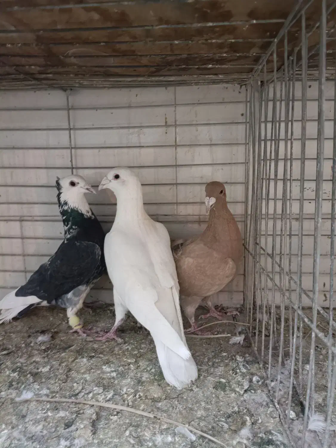 کبوترشهرستان.|پرنده|یزد, |دیوار