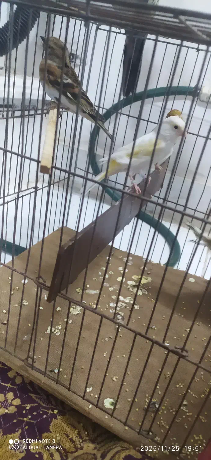 قناری. سهره. سهره قناری|پرنده|سبزوار, قصبه غربی|دیوار