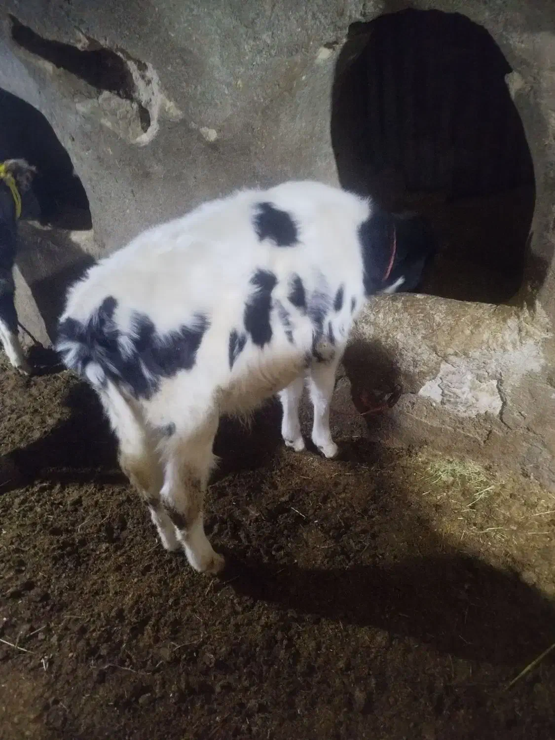 گوساله داشتی درجه ۱|حیوانات مزرعه|لالجین, |دیوار