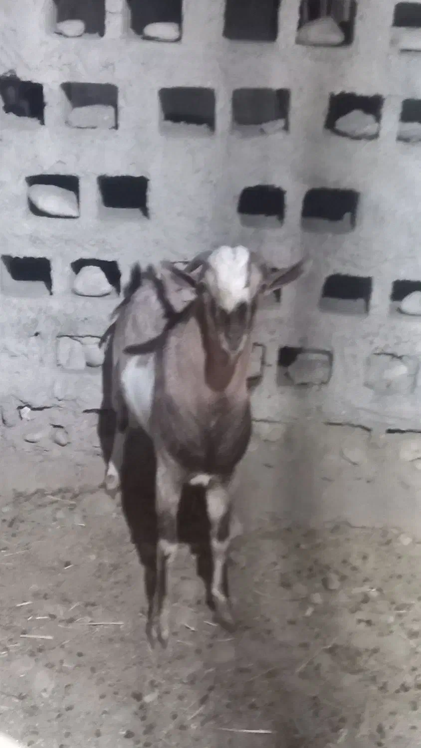 نری سرمست پچی|حیوانات مزرعه|بندرعباس, |دیوار