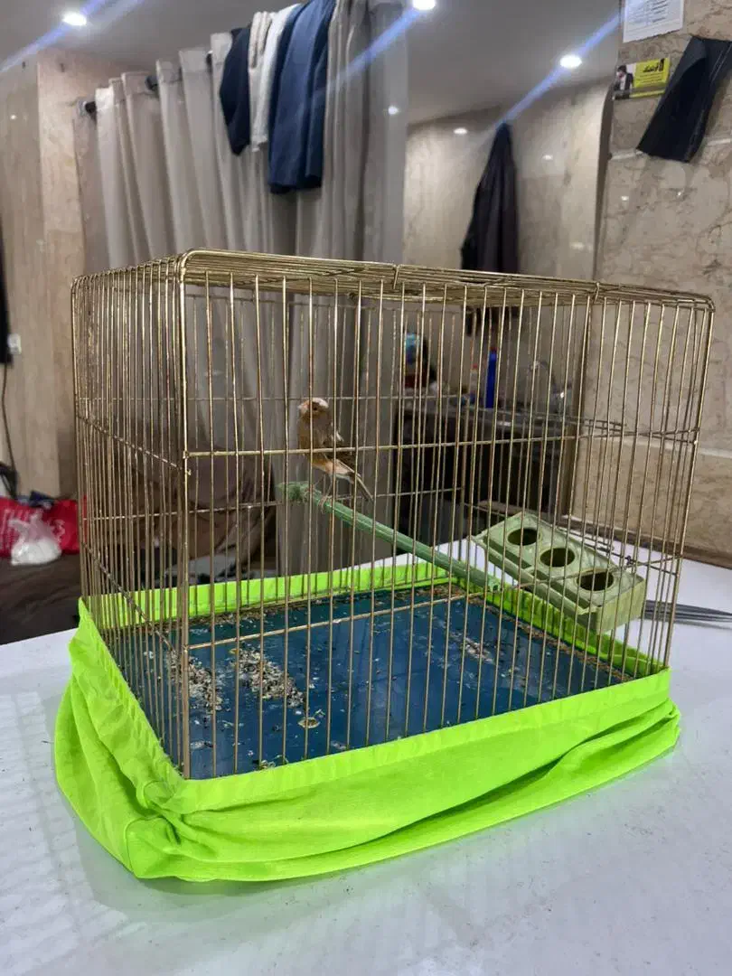 قناری مرغ عشق عروس هلندی|پرنده|تهران, افسریه شمالی|دیوار