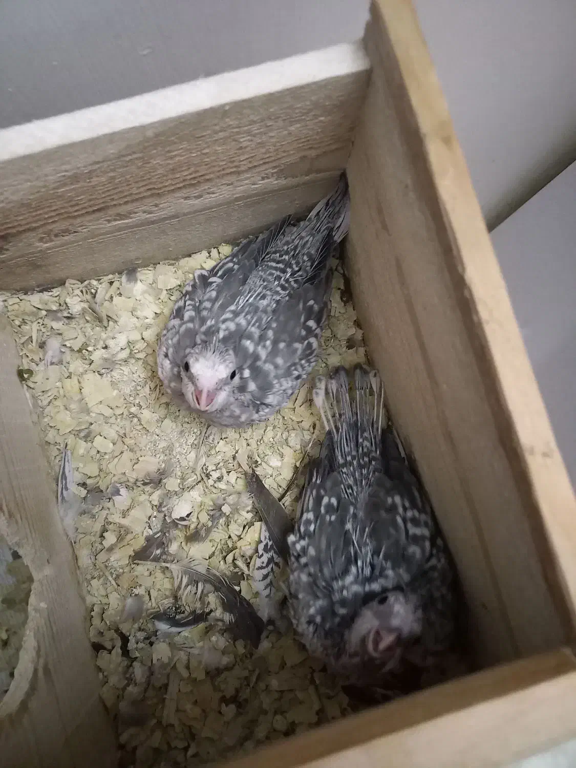 عروس هلندی جوجه ایزابلا ۲۵ روزه|پرنده|رشت, توشیبا|دیوار