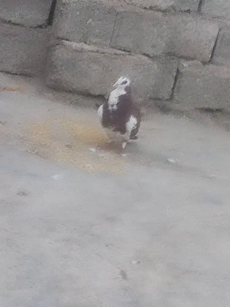 کبوتر|پرنده|کورین, |دیوار