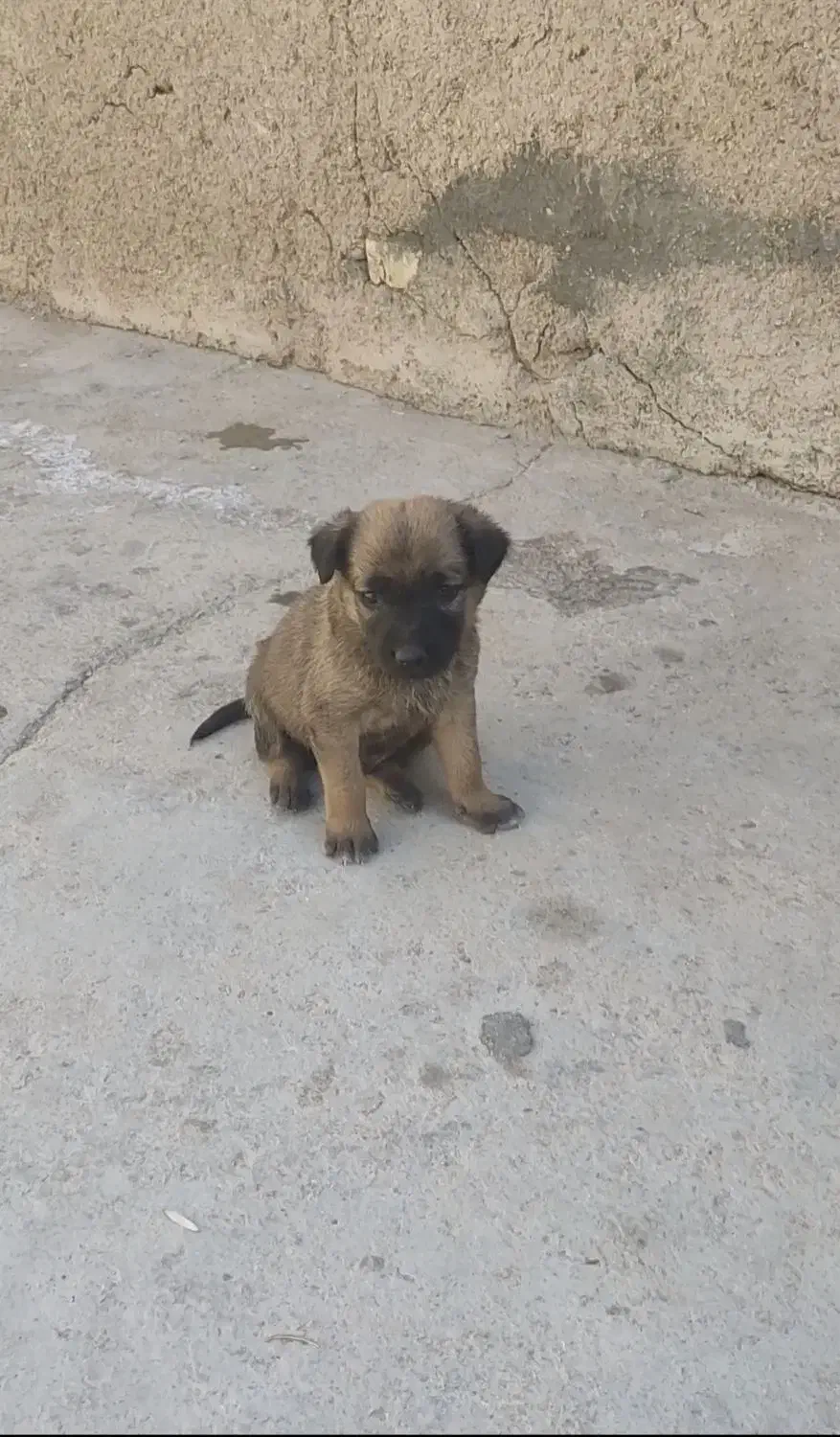 توله مالینویز|سگ|امیدیه, |دیوار