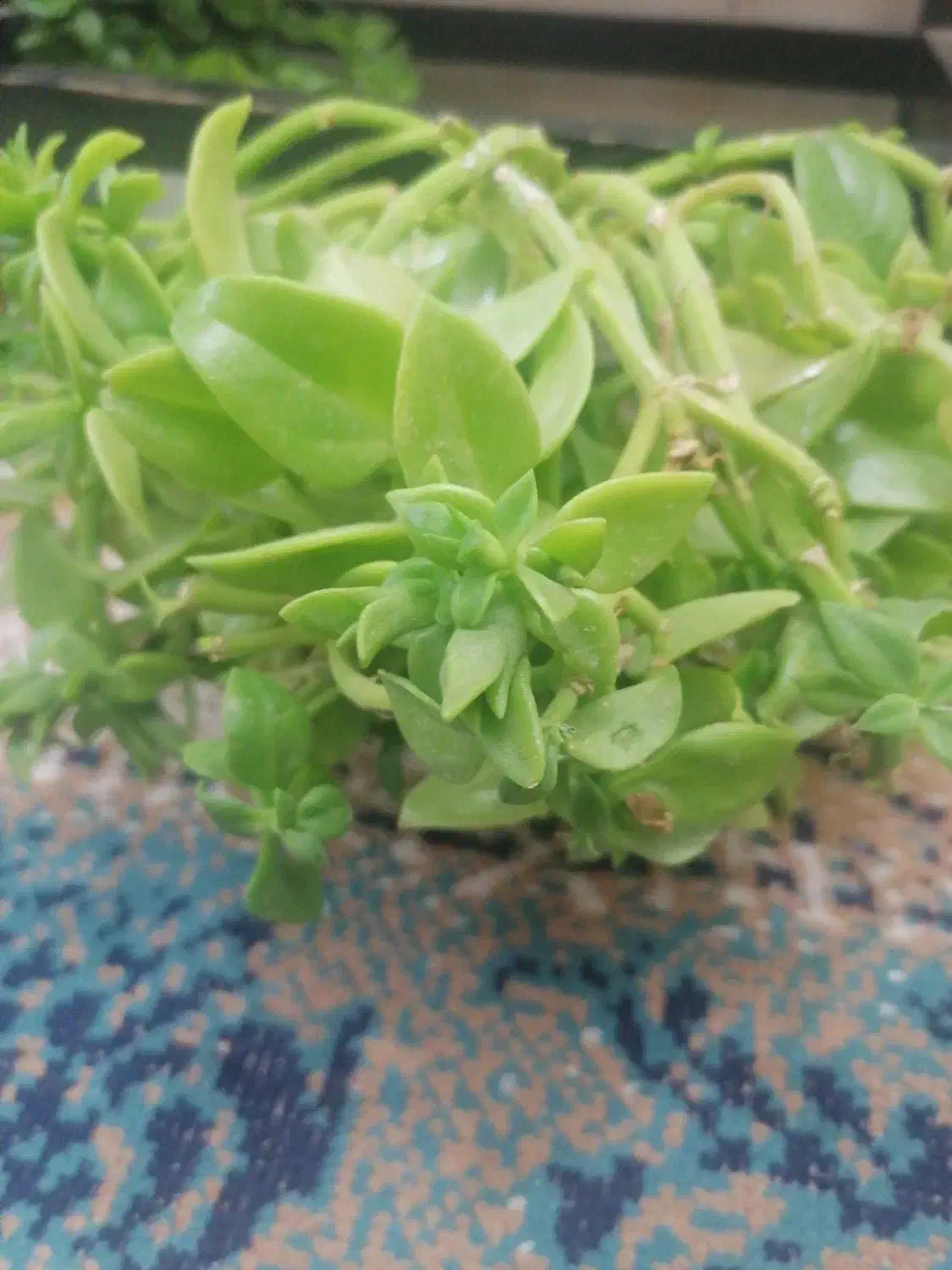 گگل|گل و گیاه طبیعی|سبزوار, امیر کبیر|دیوار