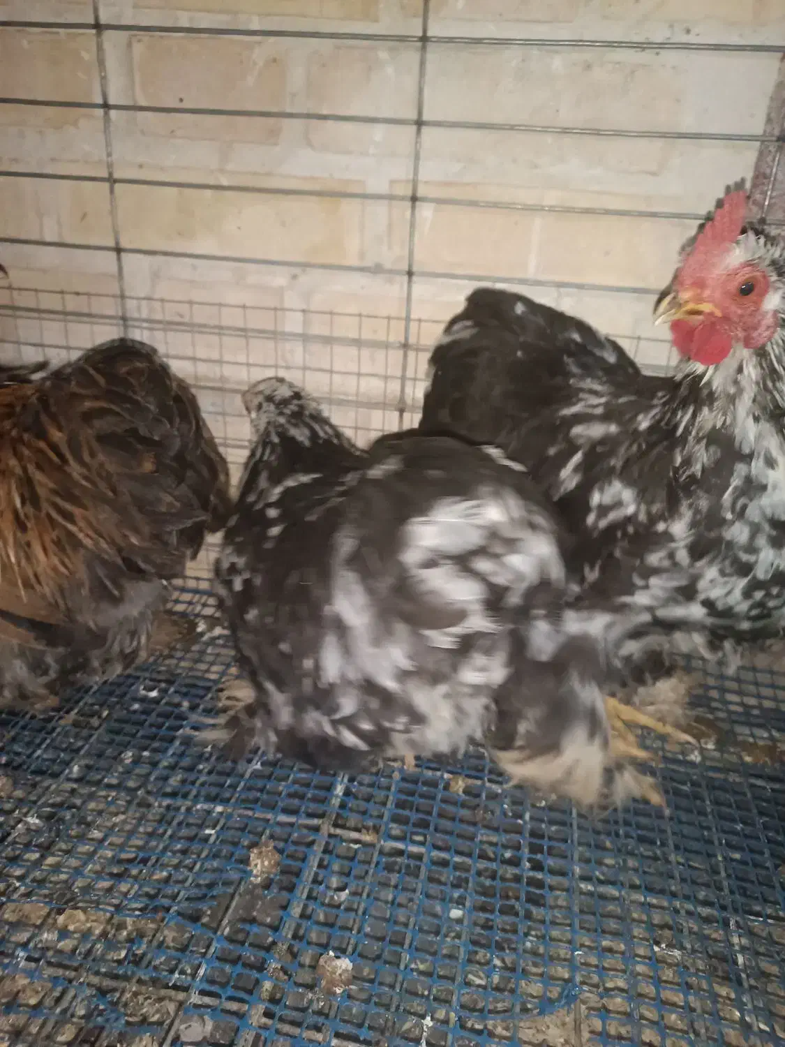 مرغ و خروس کوشین و گلین|حیوانات مزرعه|هشتگرد, شهرک راه آهن|دیوار