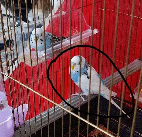 گمشده|پرنده|صحنه, |دیوار